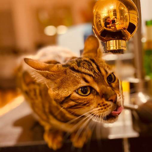 UMH live uređaj u primjeni